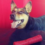 The absolute best house sitter in Florida! Near Orange Park, Florida