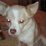 Timothy Bright I'm Interested In Hemet dog walker Opportunity
