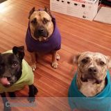 Experienced dog walker/sitter
