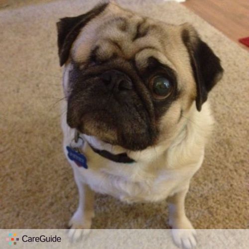 Pet Care Job Tamara S's Profile Picture
