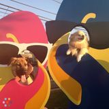 Pet Caretaker-Travel with no worries with Love Your Pet Like Mine