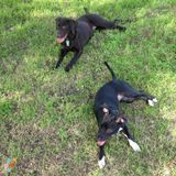 Daily Dog Walker needed