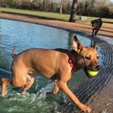 Looking to help you and your pup!