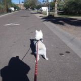 Tempe House Sitter Seeking Job Opportunities in Arizona