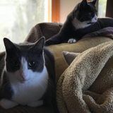 Hardworking Pet Sitting Professional in Centereach