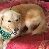 Sam the lovable Golden RetrieverSearching for Passionate Pet Supervisor