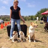 Pet sitter