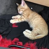 Hardworking House Sitter Available Immediately