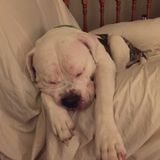 I Love Furbabies!