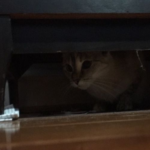 Pet Care Provider Jenny H's Profile Picture