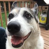 Dog Walking & Other Pet Care Services