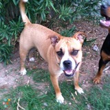 Dog walker needed in aurora area!