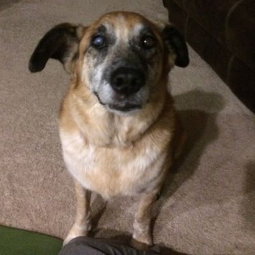 Pet Care Job Crystal W's Profile Picture
