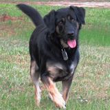 Domestic Help - My Dog and I need you