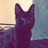 Animal lover and looking for work as a college student, experienced in taking care of cats and dogs