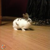 Exotic Pet Sitting / Care / Boarding Offered!