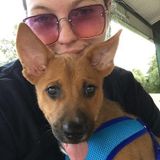 Available For Petsitting Job in Cibolo and Surrounding Areas