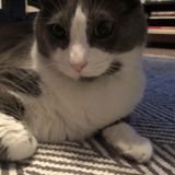 Summer cat sitting
