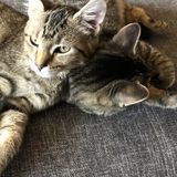 Second Best Cat Mom