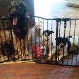 Highly experienced pet and house sitter.