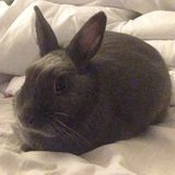 Wanted: An experienced small animal sitter and boarding (August)!