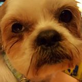 Interviewing For a Pet Sitting Professional Opportunity in Montreal