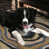 Loving & Responsible Petsitter