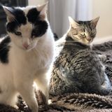 Morristown Indoor cat sitting