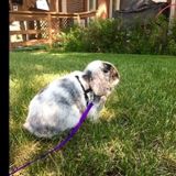 Pet caregiver