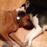 Loving Home While You're Away - Dog Sitting (Day and/or Overnight)