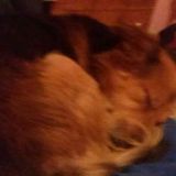 Love for dogs, is like love for family. Everlasting.