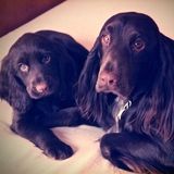 Excellent Pet Care Provider in South Florida that you can Trust.............