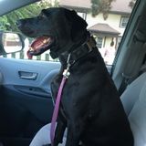 Need a Caring Petsitter or Dog Walker?
