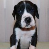 Scituate, Massachusetts Dog Sitter/Walker Opportunity