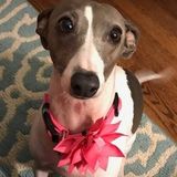 My name is Jazlyn Centeno, I am a dog lover! I have a dog of my own named Gigi!