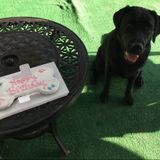 Good Pet Care Provider for Your Home