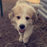 Looking For a Dog Sitter Job in Bastrop, Texas