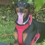 Good Dog Walker in Johnstown, Pennsylvania