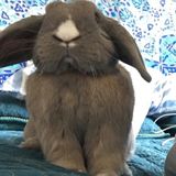 Overnight Care Needed for my Rabbit Blue from December 18-29th!