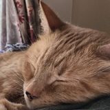 Caring Pet Sitter in Canandaigua
