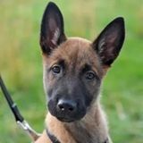 Barnstable Pet Sitting Professional Interviewing For Work