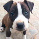 Seeking Barrie House and Pet Sitter Jobs