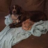 Most Professional House Sitter in Fort Sill