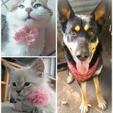 Petsitter, I'll look after your furries!