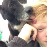 Lincolnton Pet Sitter Available For Work