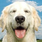 Loving and Experienced Petsitter Available to Care for Your Pets