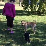 Excellent and affordable dog sitting and boarding!