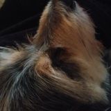 Pet sitter any animals.