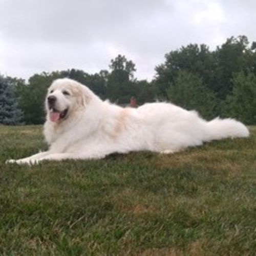 Pet Care Job L J's Profile Picture