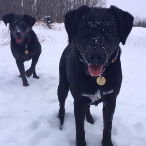 Pet Care Provider Samantha G's Profile Picture